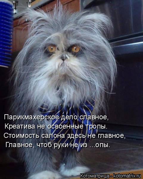 Главное, чтоб руки не из ...опы. Парикмахерское дело славное, Стоимость салона здесь не главное, Креа... Котоматрица: Главное, чтоб руки не из ...опы. Парикмахерское дело славное, Стоимость салона здесь не главное, Креатива не освоенные тропы.