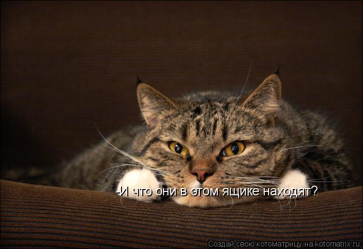 -И что они в этом ящике находят?... Котоматрица: -И что они в этом ящике находят?