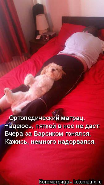 Ортопедический матрац. Надеюсь, пяткой в нос не даст. Вчера за Барсиком гонялся, Кажись, немного надо... Котоматрица: Ортопедический матрац. Надеюсь, пяткой в нос не даст. Вчера за Барсиком гонялся, Кажись, немного надорвался.