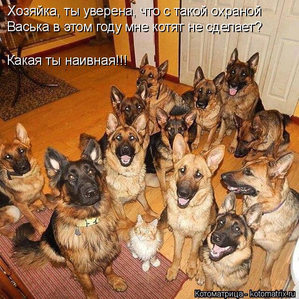 Хозяйка, ты уверена, что с такой охраной Васька в этом году мне котят не сделает? Какая ты наивная!!!... Котоматрица: Хозяйка, ты уверена, что с такой охраной Васька в этом году мне котят не сделает? Какая ты наивная!!!