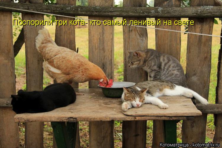 Котоматрица: Поспорили три кота- кто самый ленивый на свете
