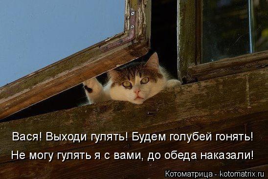 Вася! Выходи гулять! Будем голубей гонять! Не могу гулять я с вами, до обеда наказали!... Котоматрица: Вася! Выходи гулять! Будем голубей гонять! Не могу гулять я с вами, до обеда наказали!