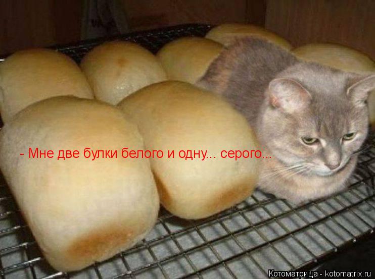 - Мне две булки белого и одну... серого...... Котоматрица: - Мне две булки белого и одну... серого...
