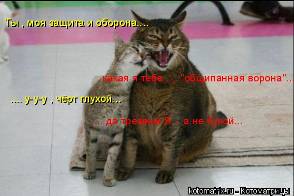Ты , моя защита и оборона.... Ты , моя защита и оборона.... какая я тебе .... "общипанная ворона"..... Котоматрица: Ты , моя защита и оборона.... Ты , моя защита и оборона.... какая я тебе .... "общипанная ворона".... .... у-у-у , чёрт глухой... ..... да трезвый Я... а не бух