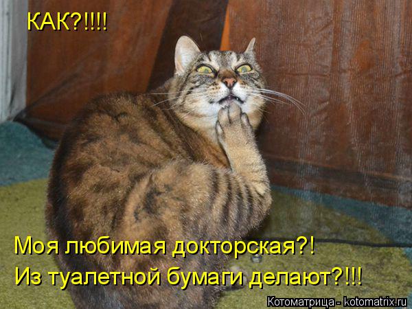 КАК?!!!! Моя любимая докторская?! Из туалетной бумаги делают?!!!... Котоматрица: КАК?!!!! Моя любимая докторская?! Из туалетной бумаги делают?!!!