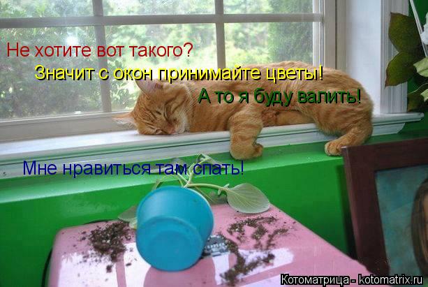 Котоматрица: Не хотите вот такого? Значит с окон принимайте цветы! А то я буду валить! Мне нравиться там спать!