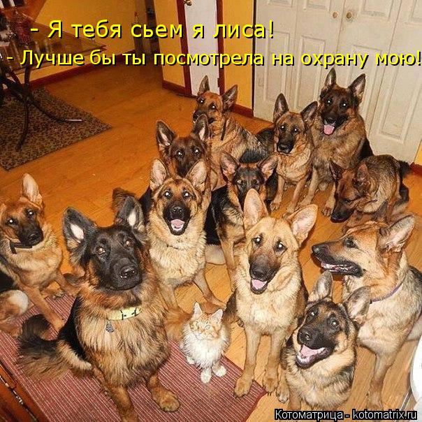 Котоматрица: - Я тебя сьем я лиса! - Лучше бы ты посмотрела на охрану мою!