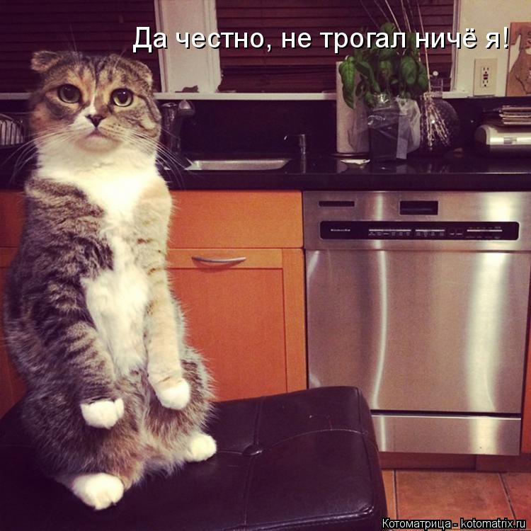 Котоматрица: Да честно, не трогал ничё я!