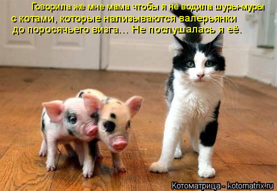 Котоматрица: Говорила же мне мама чтобы я не водила шуры-муры  с котами, которые нализываются валерьянки  до поросячьего визга… Не послушалась я её.