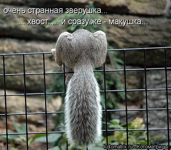 очень странная зверушка... ... хвост..... и сразу же - макушка...... Котоматрица: очень странная зверушка... ... хвост..... и сразу же - макушка...