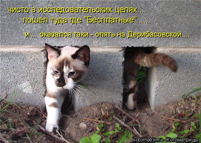 чисто в исследовательских целях.... пошёл туда где "Бесплатные"...... и.... оказался таки - опять н... Котоматрица: чисто в исследовательских целях.... пошёл туда где "Бесплатные"...... и.... оказался таки - опять на Дерибасовской....
