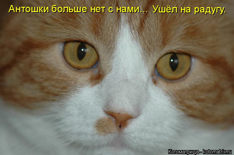 Котоматрица: Антошки больше нет с нами... Ушёл на радугу.