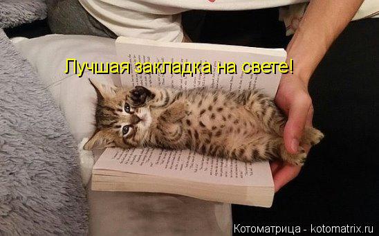 Котоматрица: Лучшая закладка на свете!