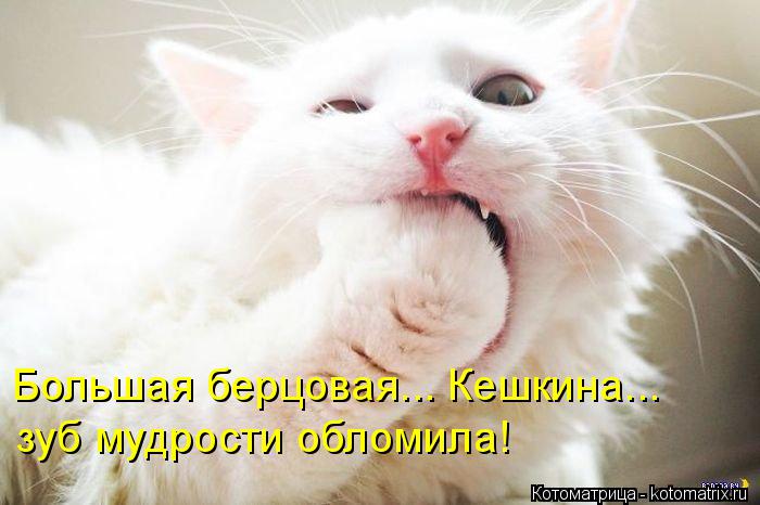 Котоматрица: Большая берцовая... Кешкина... зуб мудрости обломила!