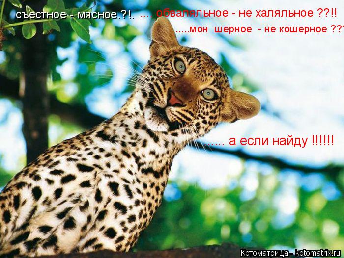 Котоматрица: .....мон  шерное  - не кошерное ??? ...... а если найду !!!!!! съестное - мясное.?!. .... обваляльное - не халяльное ??!!