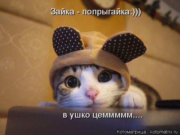 Котоматрица: Зайка - попрыгайка:))) в ушко цеммммм....