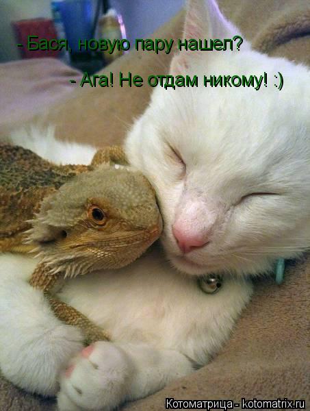 Котоматрица: - Бася, новую пару нашел? - Ага! Не отдам никому! :)