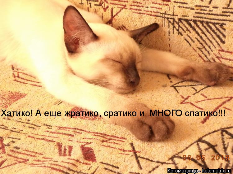 Котоматрица: Хатико! А еще жратико, сратико и  МНОГО спатико!!! Хатико! А еще жратико, сратико и  МНОГО спатико!!!