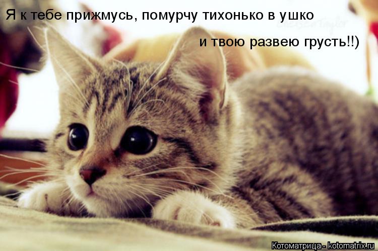 Котоматрица: Я к тебе прижмусь, помурчу тихонько в ушко  и твою развею грусть!!)