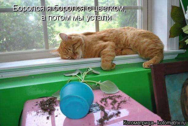 Котоматрица: Боролся я боролся с цветком,  а потом мы устали