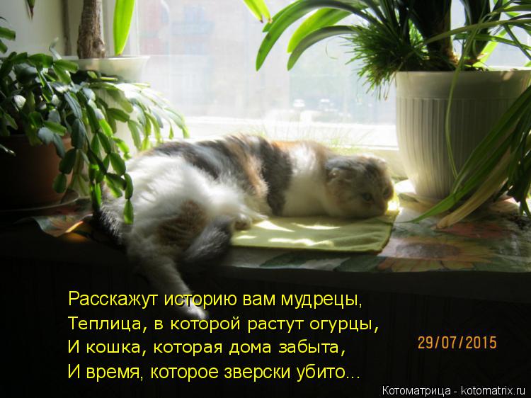 Расскажут историю вам мудрецы, Теплица, в которой растут огурцы, И кошка, которая дома забыта, И врем... Котоматрица: Расскажут историю вам мудрецы, Теплица, в которой растут огурцы, И кошка, которая дома забыта, И время, которое зверски убито...