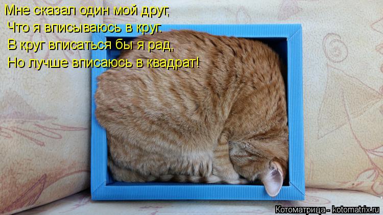 Котоматрица: Мне сказал один мой друг, Что я вписываюсь в круг. В круг вписаться бы я рад, Но лучше вписаюсь в квадрат!