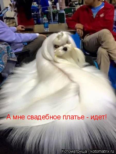 Котоматрица: А мне свадебное платье - идет!
