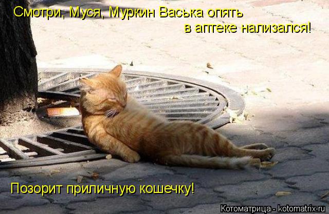 Котоматрица: Позорит приличную кошечку! Смотри, Муся, Муркин Васька опять  в аптеке нализался!