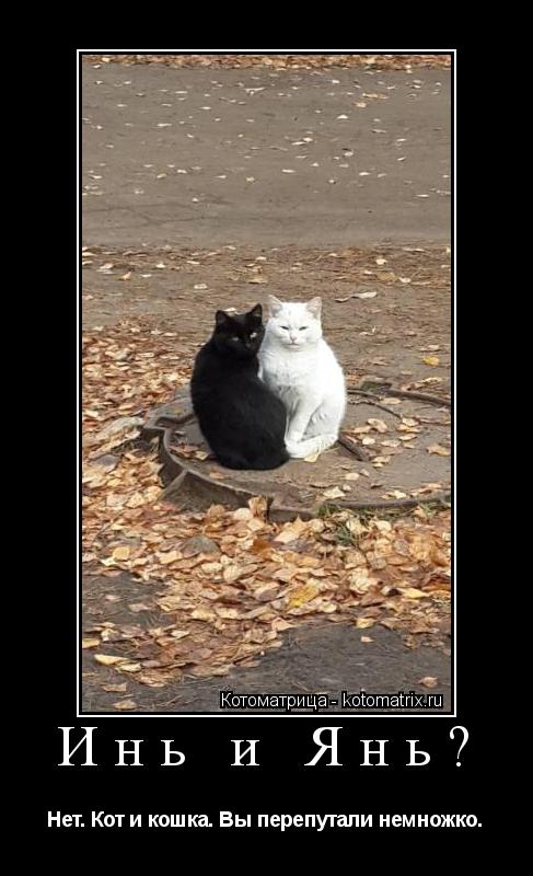 Котоматрица: Инь и Янь? Нет. Кот и кошка. Вы перепутали немножко.