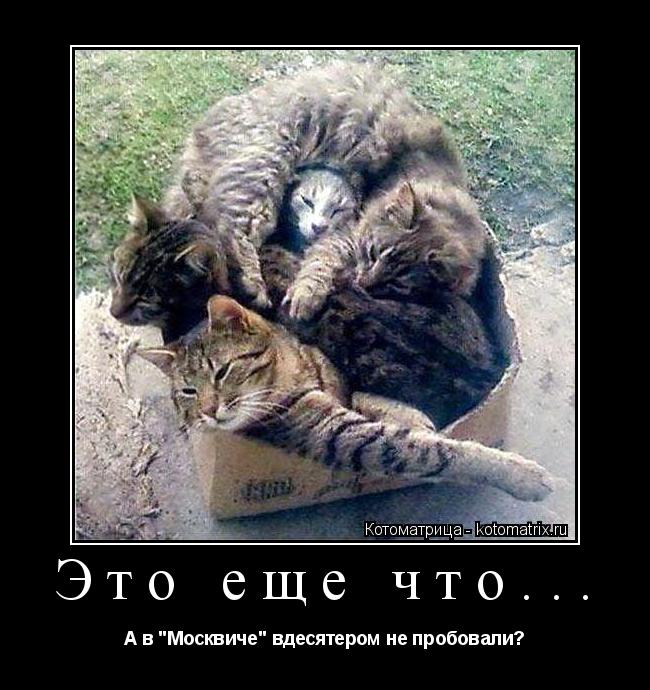 Котоматрица: Это еще что... А в "Москвиче" вдесятером не пробовали?