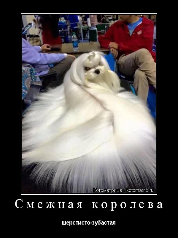 Котоматрица: Смежная королева шерстисто-зубастая