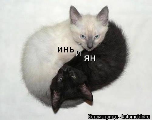 Котоматрица: инь и ян