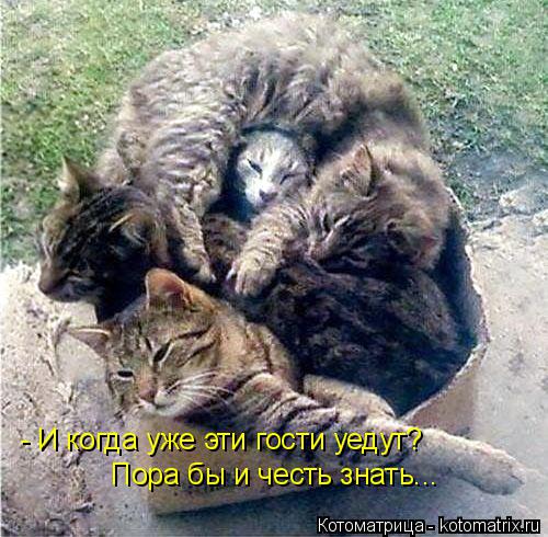 Котоматрица: - И когда уже эти гости уедут? Пора бы и честь знать...