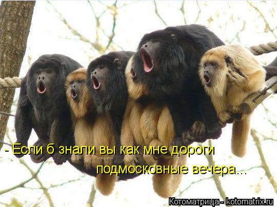 Котоматрица: - Если б знали вы как мне дороги подмосковные вечера...