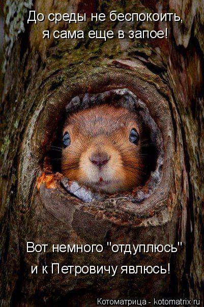 Котоматрица: Вот немного "отдуплюсь" и к Петровичу явлюсь! До среды не беспокоить, я сама еще в запое!