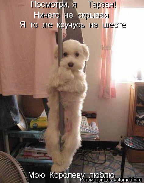 Котоматрица: Ничего  не  скрывая Я  то  же  кручусь  на  шесте Посмотри, я     Тарзан! Мою  Королеву  люблю