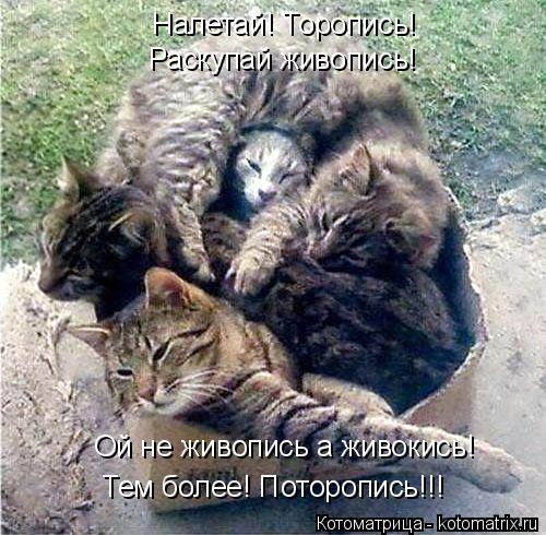 Котоматрица: Налетай! Торопись! Раскупай живопись! Ой не живопись а живокись! Тем более! Поторопись!!!