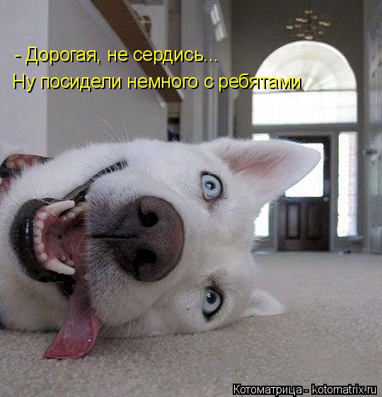 Котоматрица: - Дорогая, не сердись... Ну посидели немного с ребятами