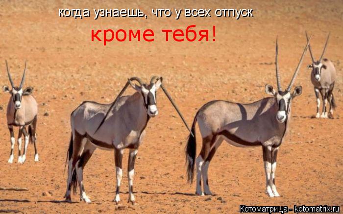 Котоматрица: когда узнаешь, что у всех отпуск кроме тебя!