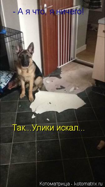 Котоматрица: - А я что, я ничего! Так...Улики искал...
