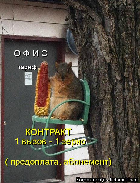 Котоматрица: тариф О Ф И С КОНТРАКТ 1 вызов - 1 зерно ( предоплата, абонемент)