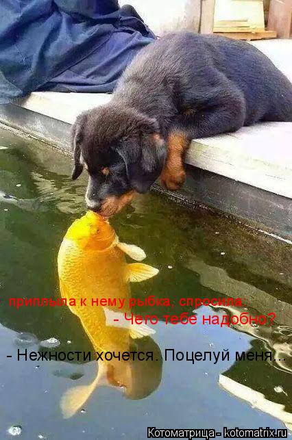 Котоматрица: приплыла к нему рыбка, спросила: - Чего тебе надобно? - Нежности хочется. Поцелуй меня...