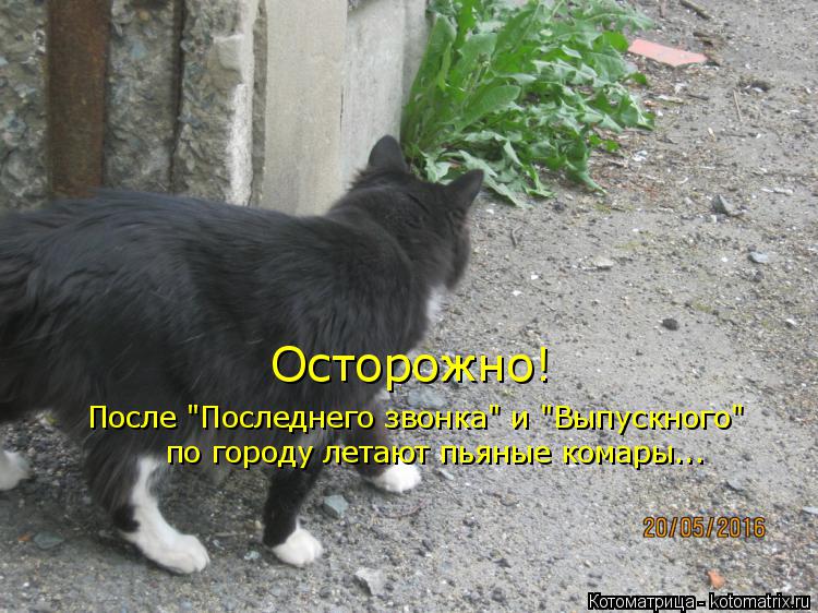 Осторожно! После "Последнего звонка" и "Выпускного" по городу летают пьяные комары...... Котоматрица: Осторожно! После "Последнего звонка" и "Выпускного" по городу летают пьяные комары...