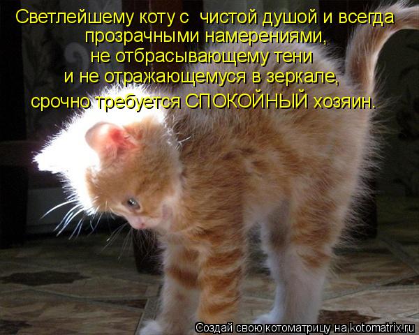Котоматрица: Светлейшему коту с  чистой душой и всегда прозрачными намерениями, не отбрасывающему тени и не отражающемуся в зеркале, срочно требуется С