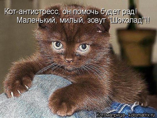Котоматрица: Кот-антистресс, он помочь будет рад! Маленький, милый, зовут "Шоколад"!!