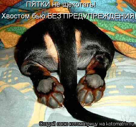 ПЯТКИ не щекотать! Хвостом бью БЕЗ ПРЕДУПРЕЖДЕНИЯ!... Котоматрица: ПЯТКИ не щекотать! Хвостом бью БЕЗ ПРЕДУПРЕЖДЕНИЯ!