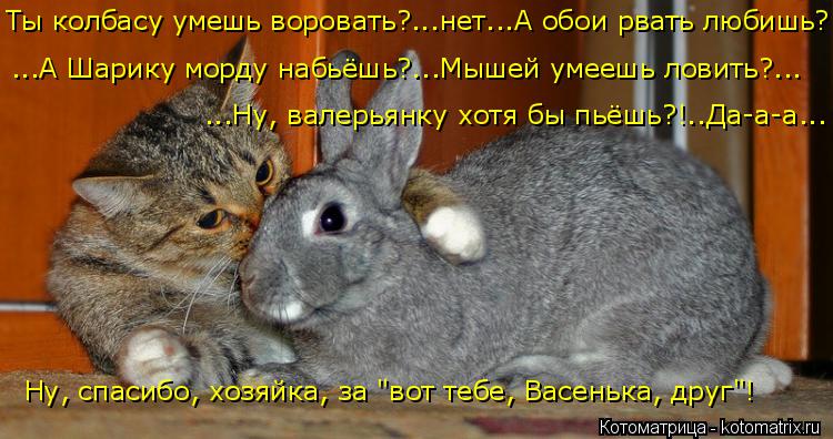 Ты колбасу умешь воровать?...нет...А обои рвать любишь? ...А Шарику морду набьёшь?...Мышей умеешь лов... Котоматрица: Ты колбасу умешь воровать?...нет...А обои рвать любишь? ...А Шарику морду набьёшь?...Мышей умеешь ловить?... Ну, спасибо, хозяйка, за "вот тебе, Васе