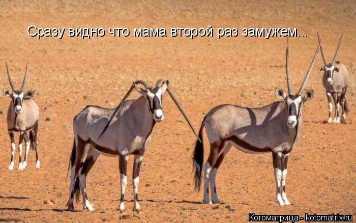 Котоматрица: Сразу видно что мама второй раз замужем...