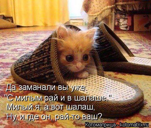Котоматрица: Да заманали вы уже. "С милым рай и в шалаше." Милый я, а вот шалаш, Ну, и где он, рай-то ваш?