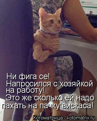 Котоматрица: Ни фига се!  Напросился с хозяйкой  на работу! Это же сколько ей надо пахать на пачку вискаса!